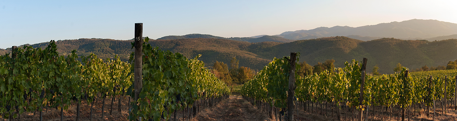 Podere di Pomaio • Green Winery